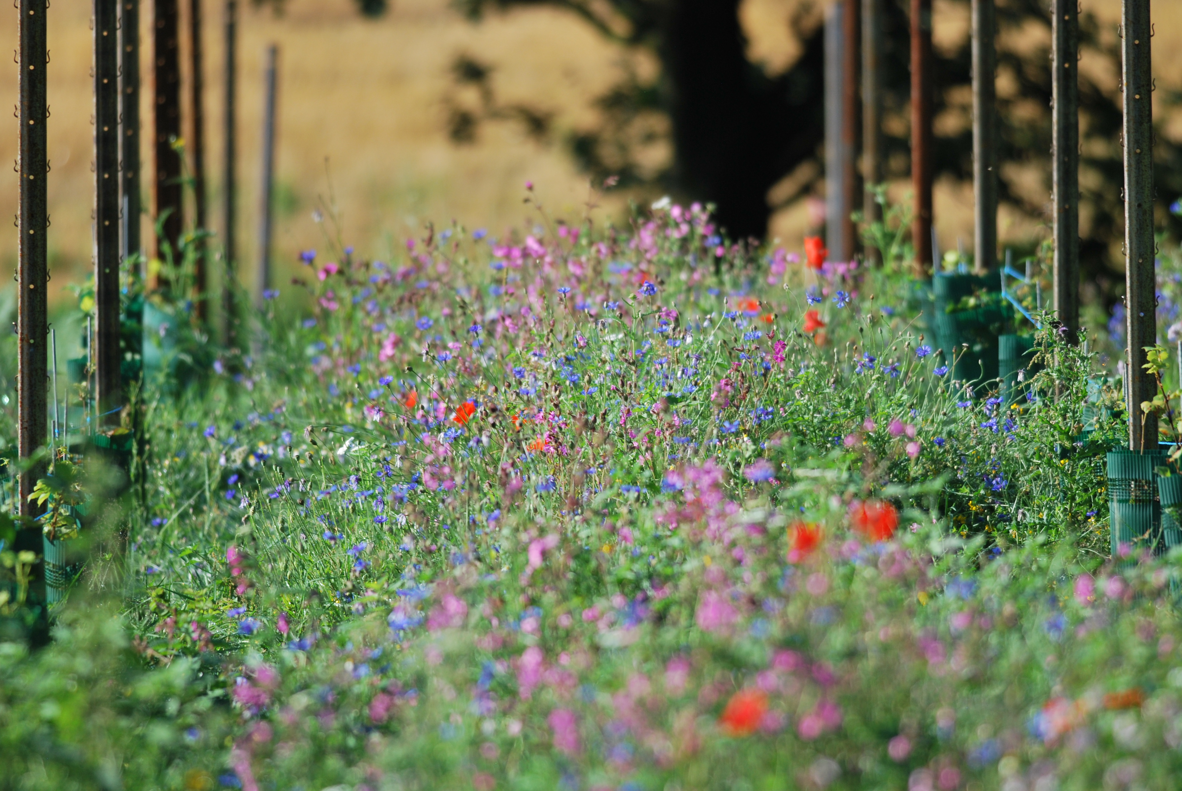 Picknick bij Wijndomein Watersley