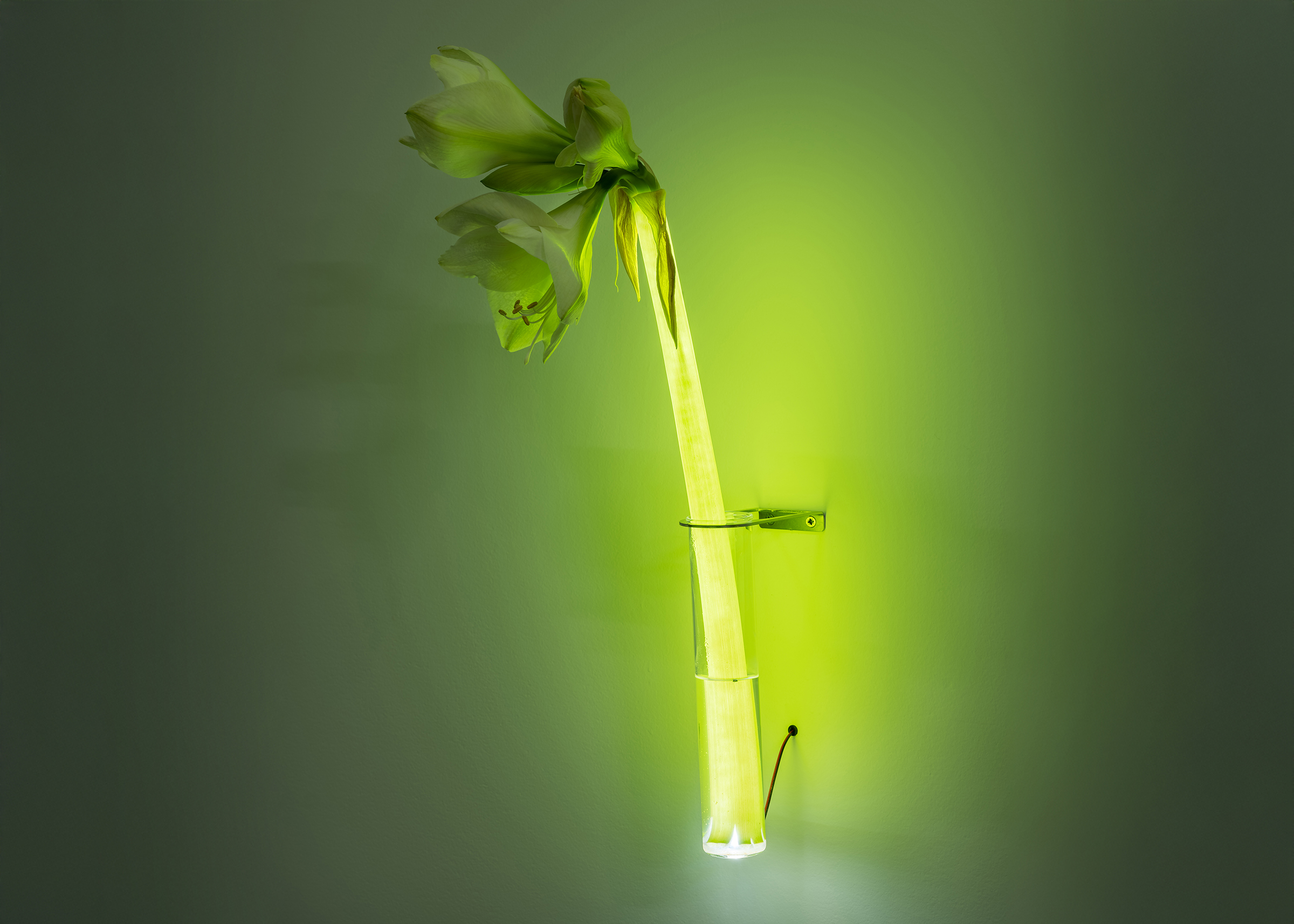 Solotentoonstelling Vibeke Mascini: Daisychain