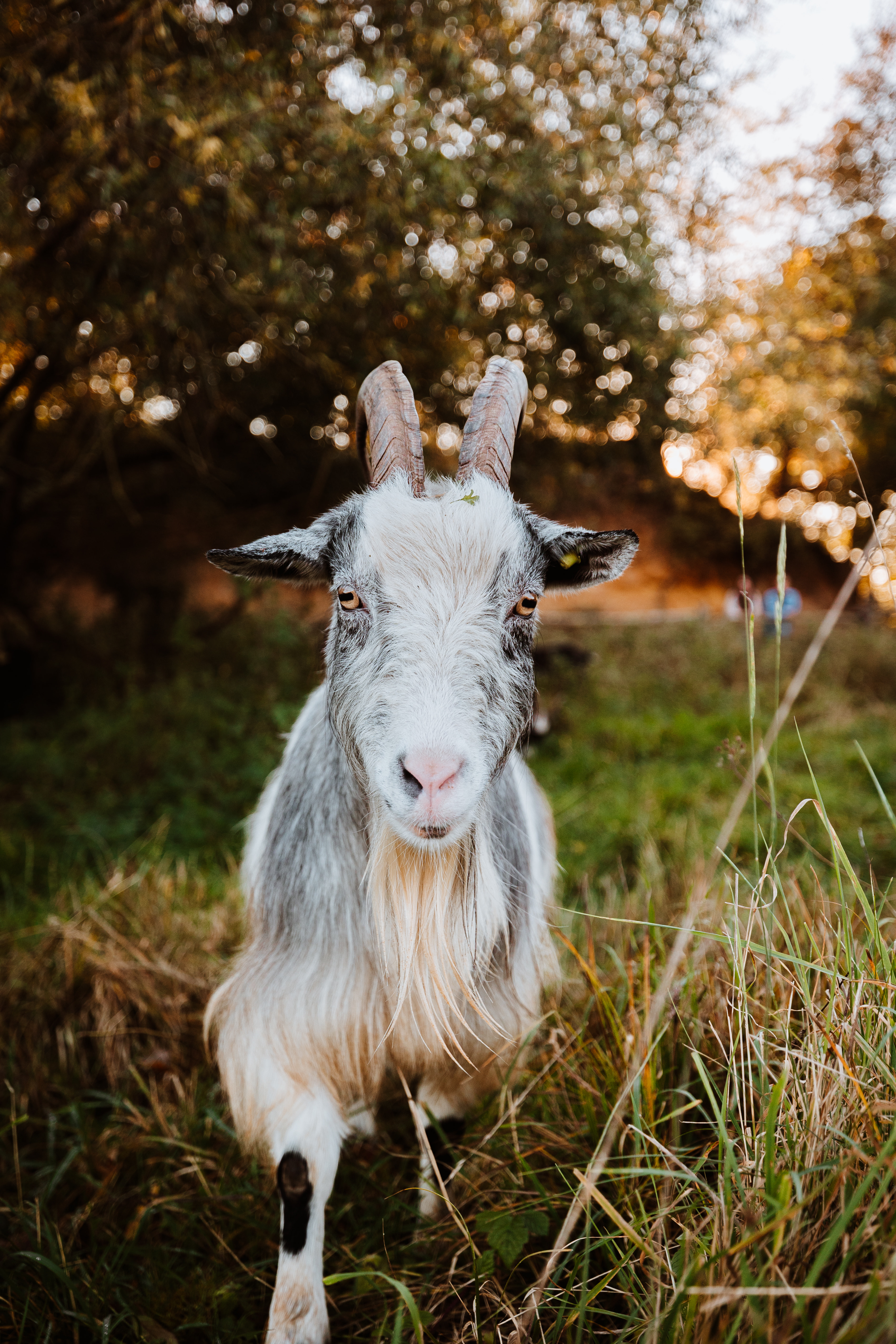 Wandelroute Beekdaelen - Bokkerijdersroute Schinnen