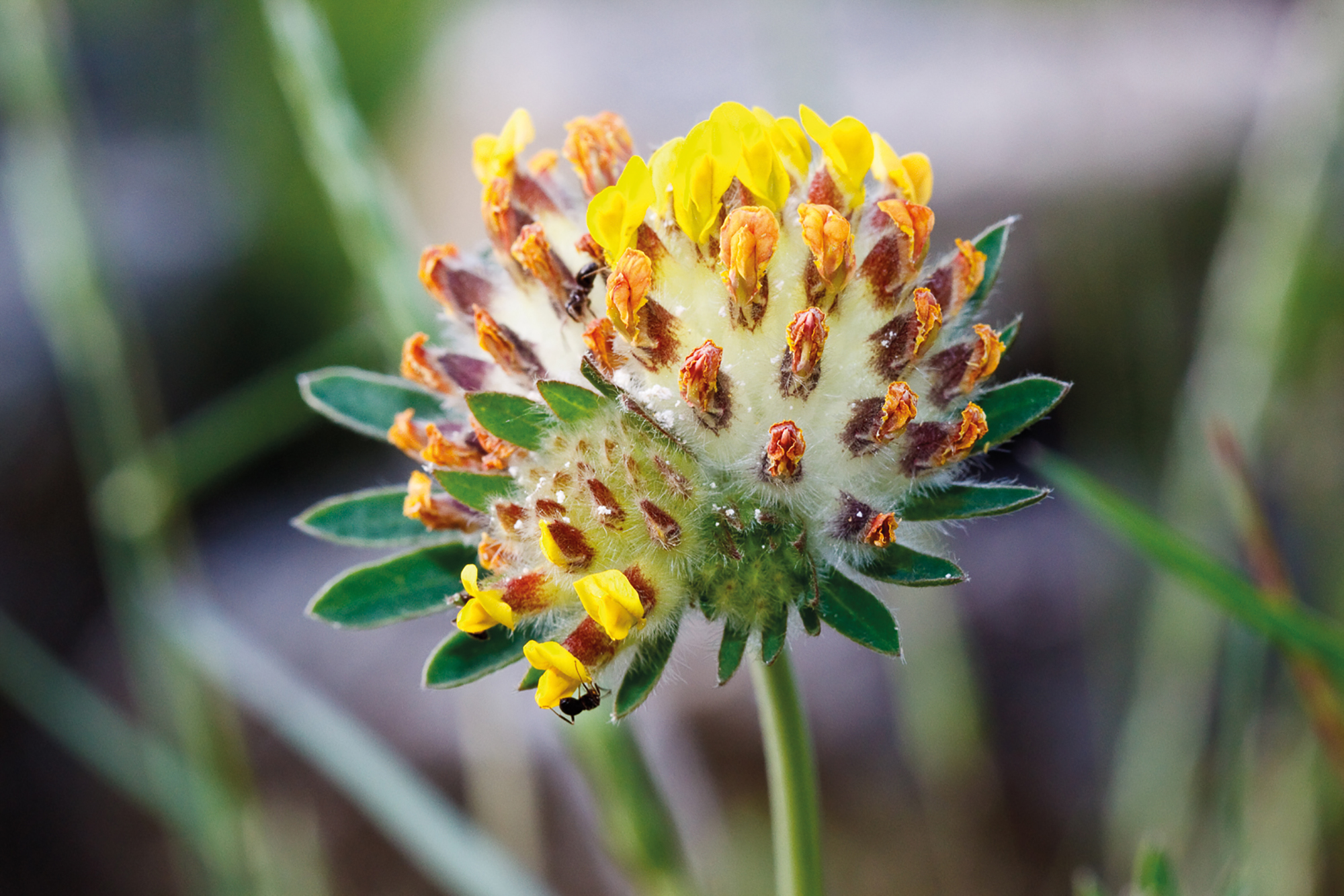 Botanische Tuin Kerkrade