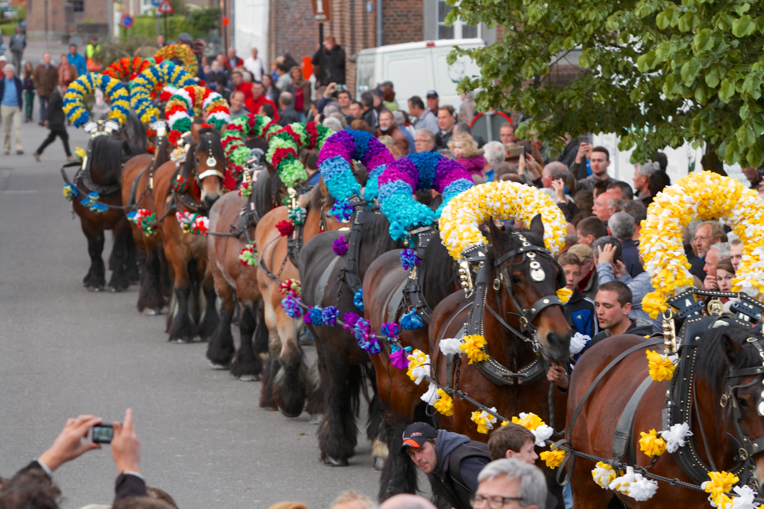 Sint Brigida Den Halen