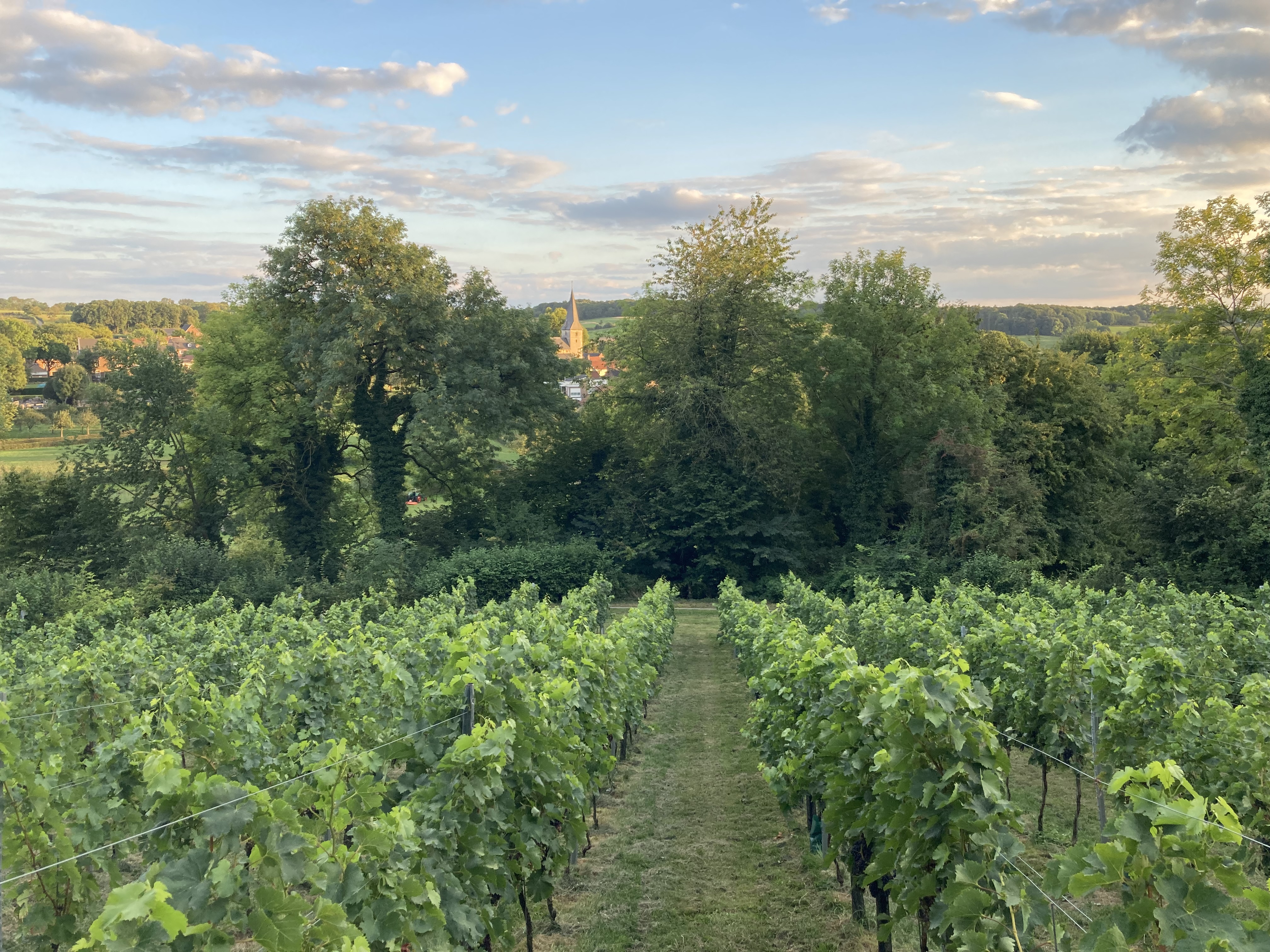 Limburgse Merlot Preuverie