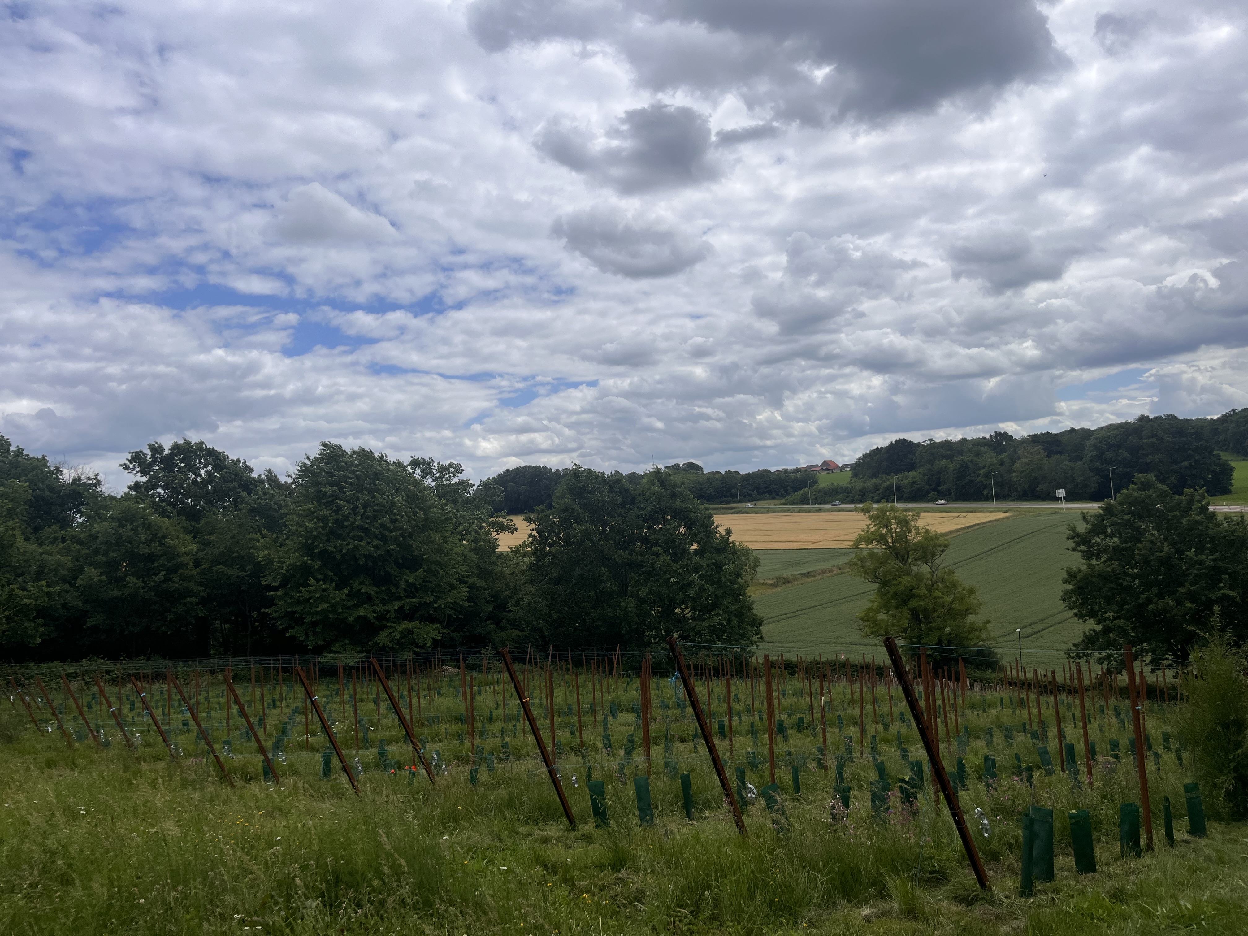 Vaderdagwandeling