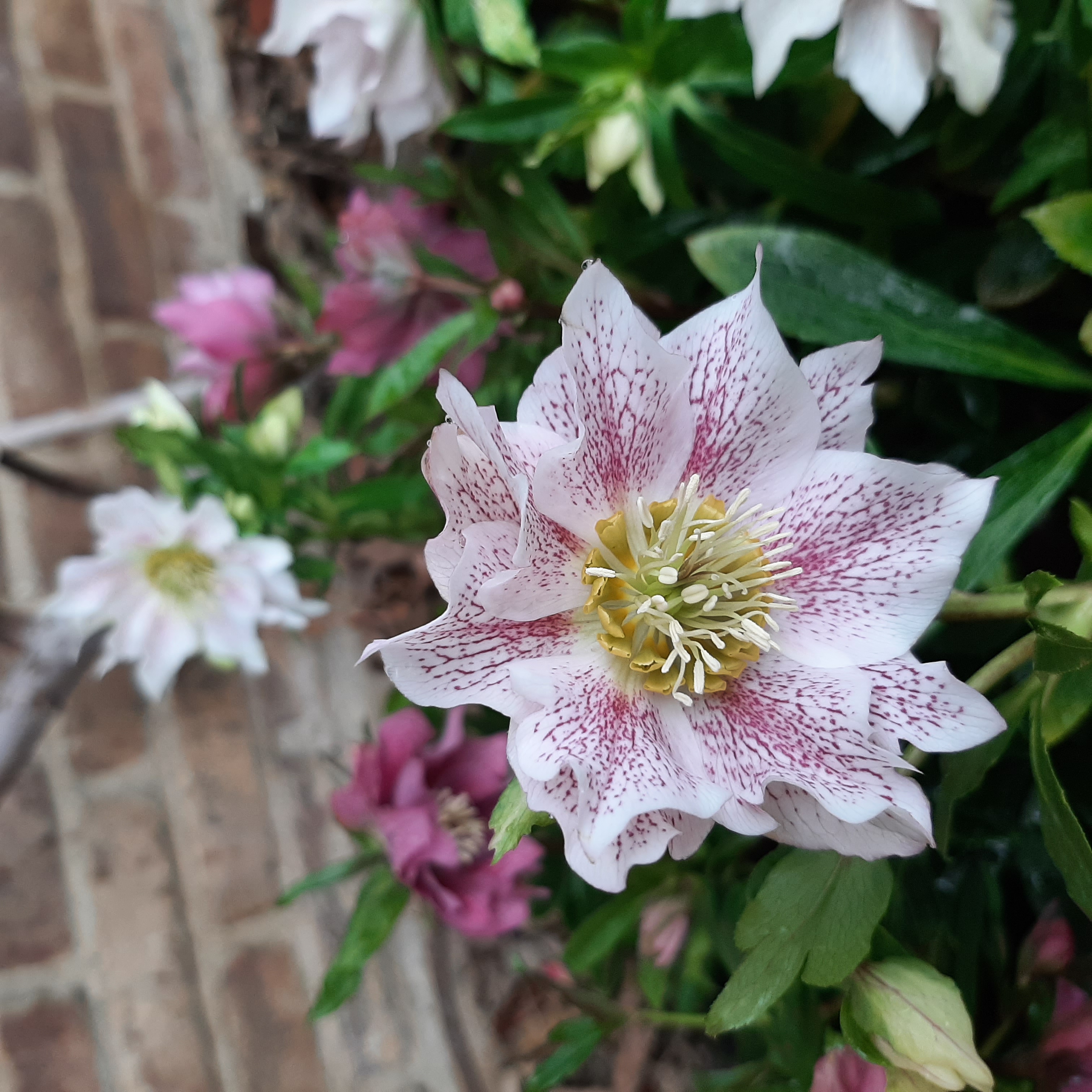Kleur in de Winter bij Marnis Kwekerij
