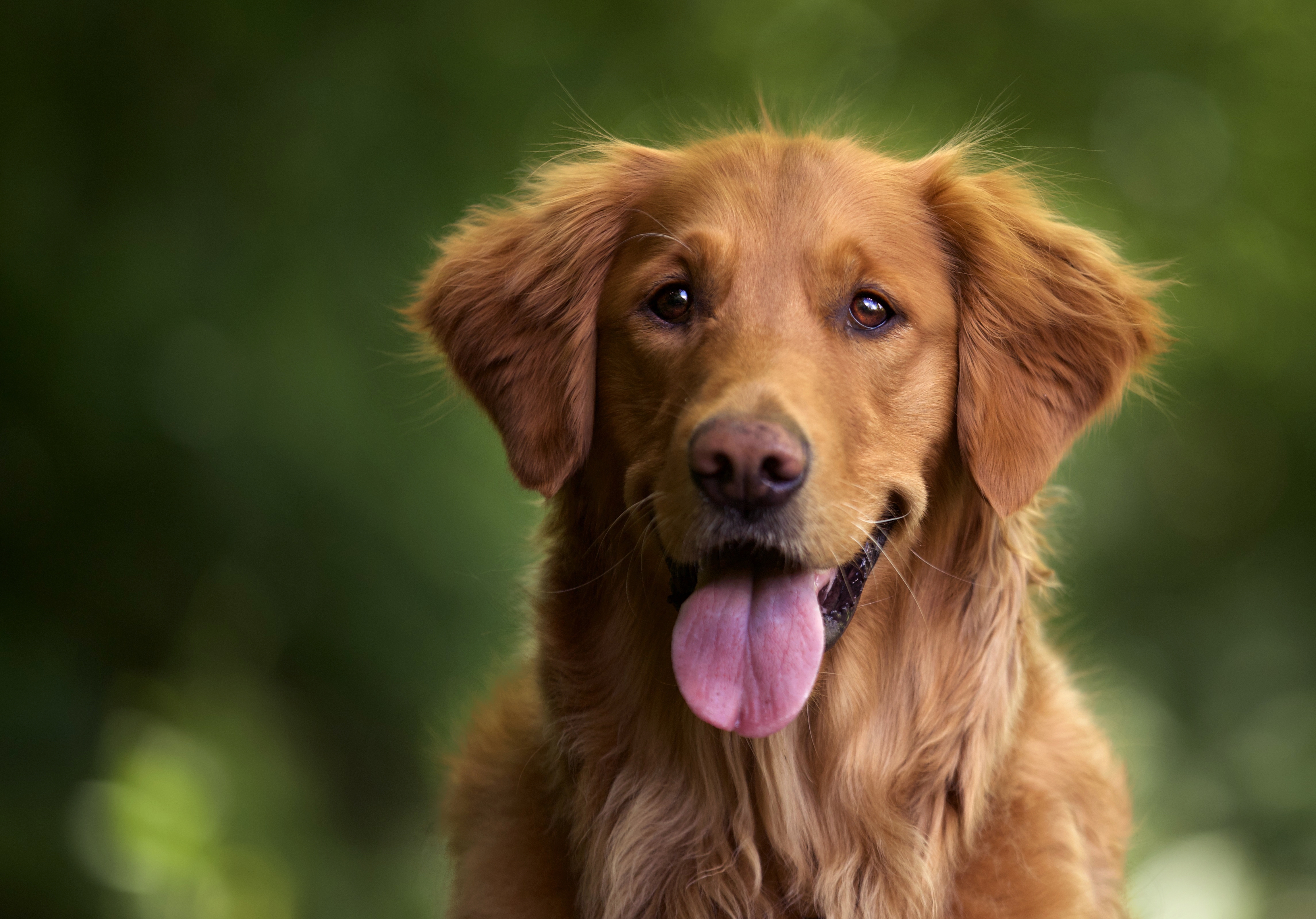 Honden Tentoonstelling Maastricht 