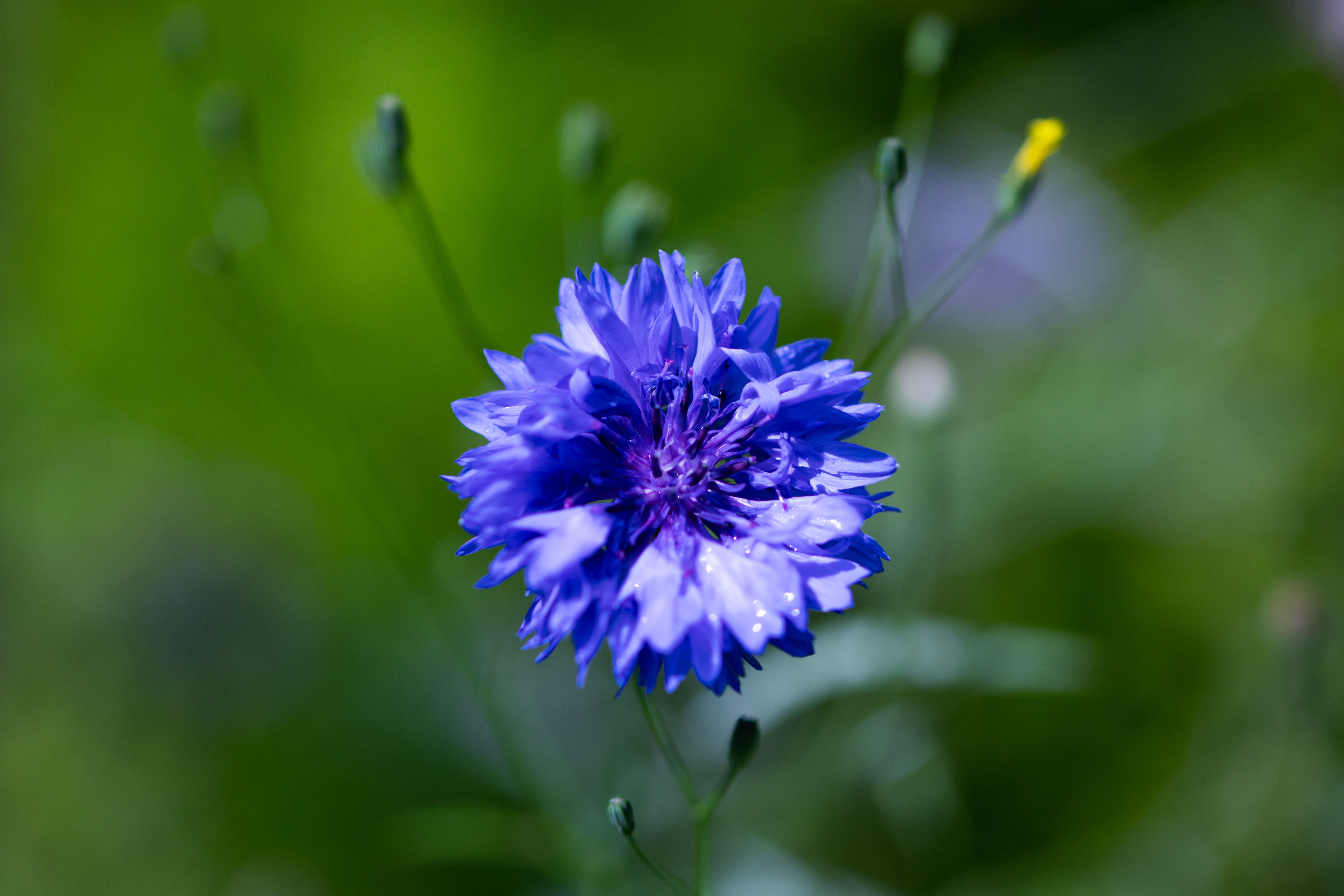 Fotomiddag Cursus Macrofotografie