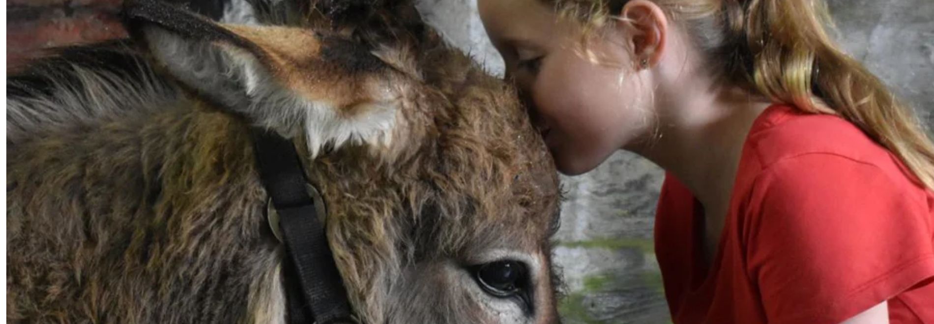 Workshop Ezel Knuffelen